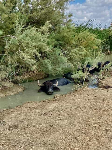 North Africa Private Tour Bizerte Cape Angela & Ichkeul UNESCO park Birdwatching