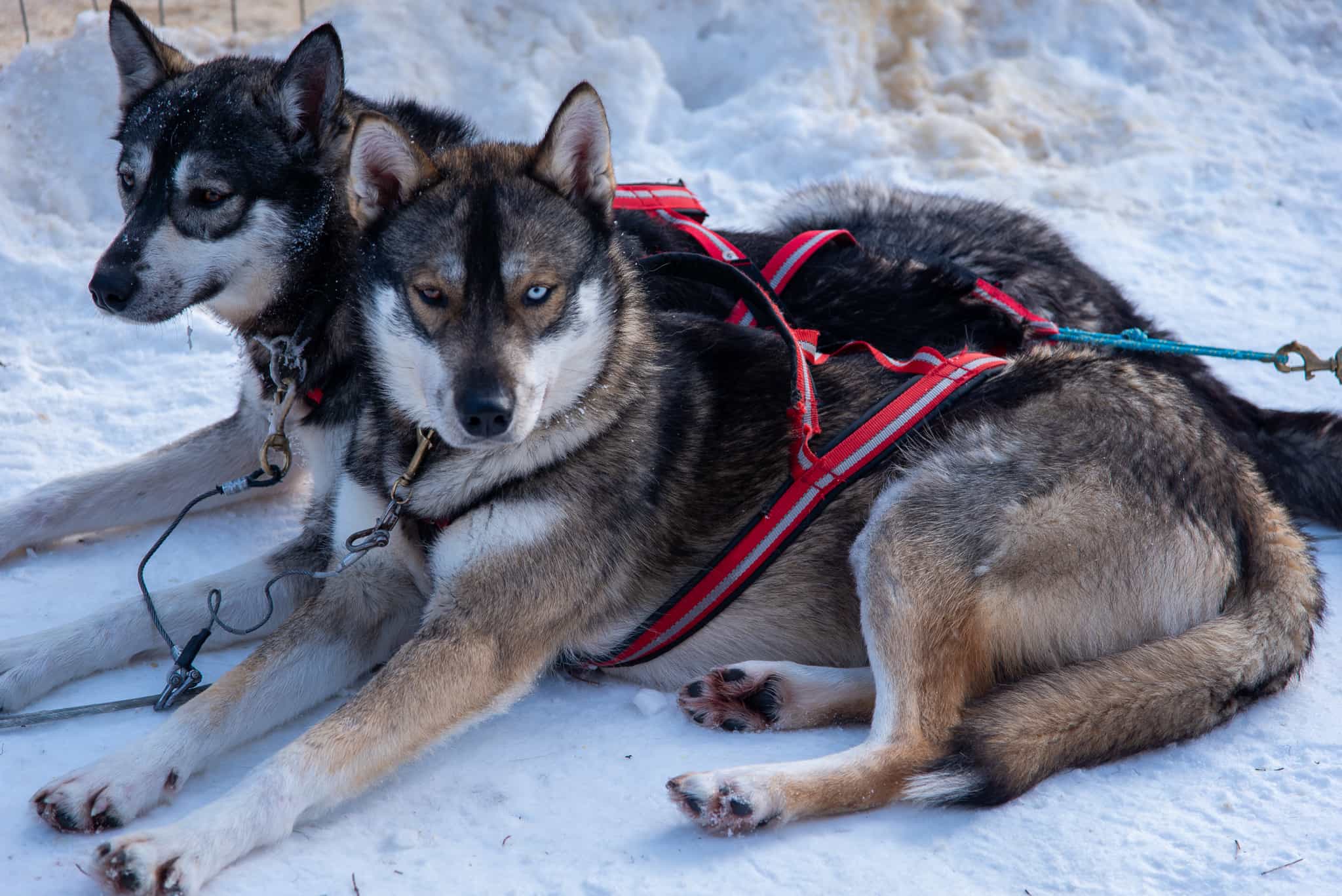 HUSKY FARM VISIT + 6Km SLEIGH SAFARI (30min)