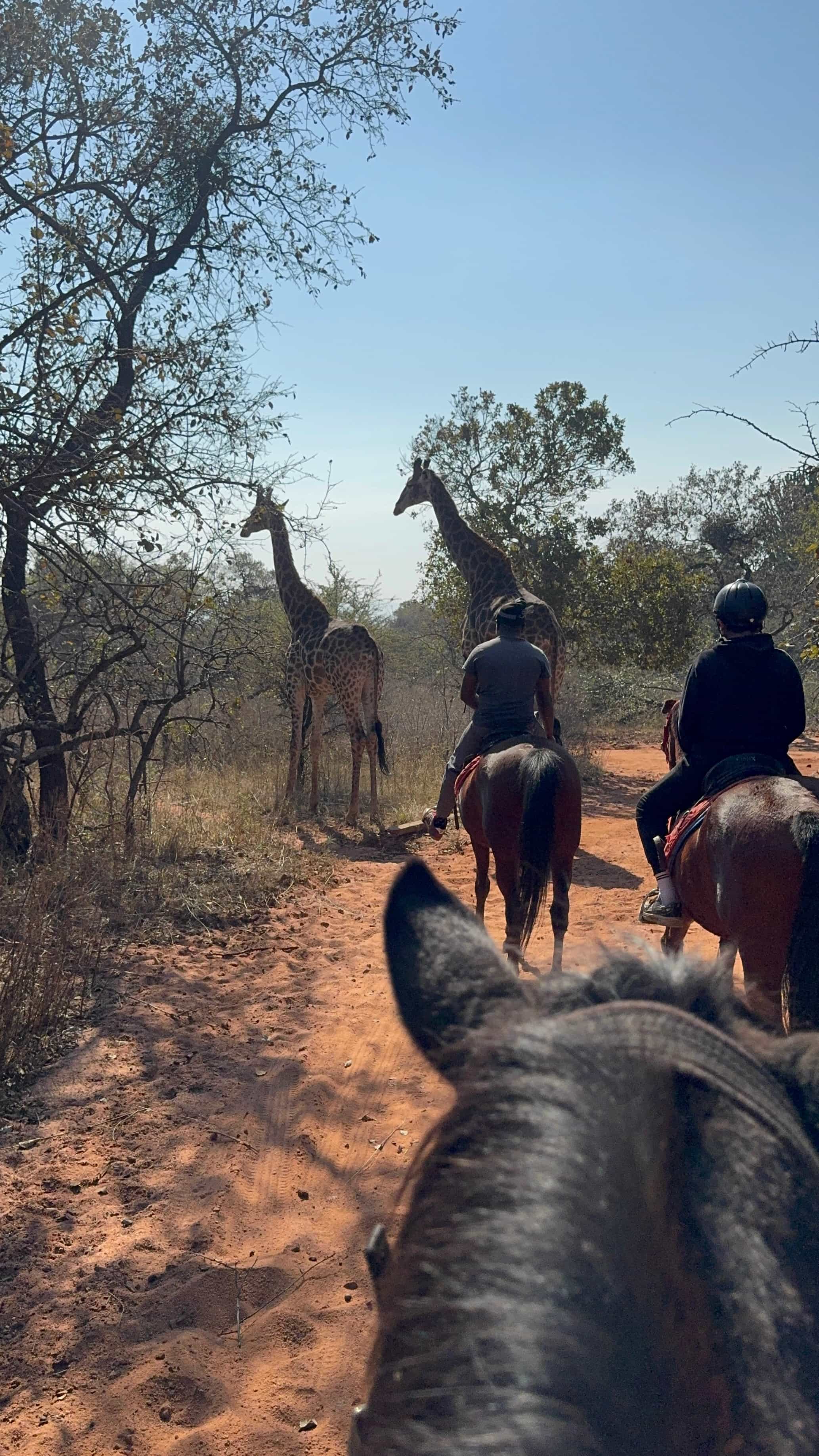 Horseback Safari from Johannesburg