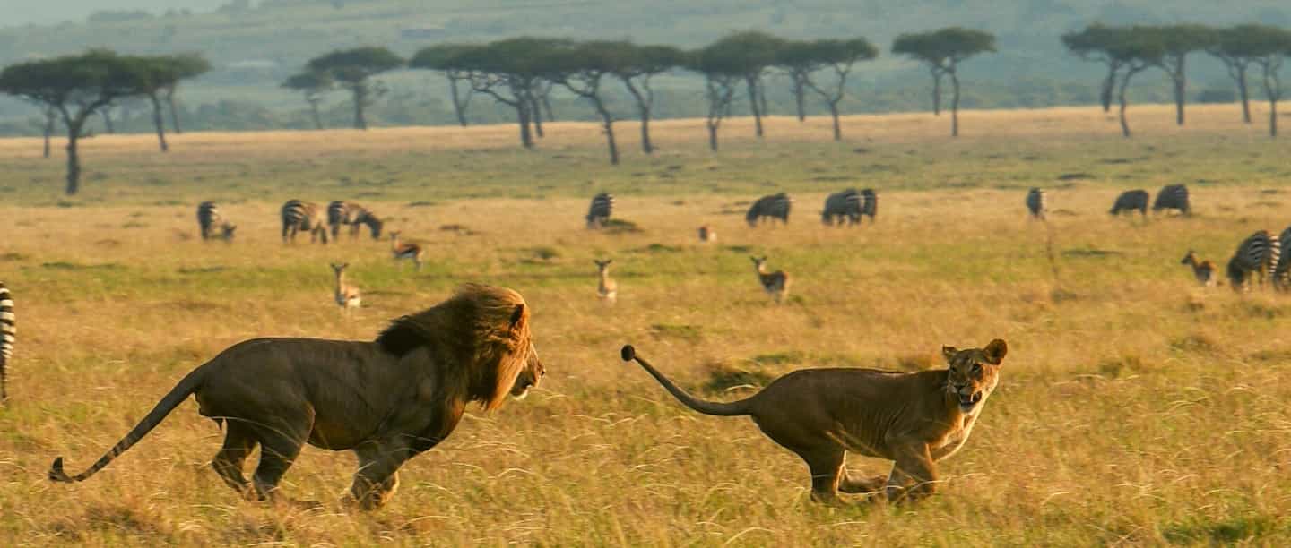 5-Day Nairobi to Maasai Mara & Naivasha Safari