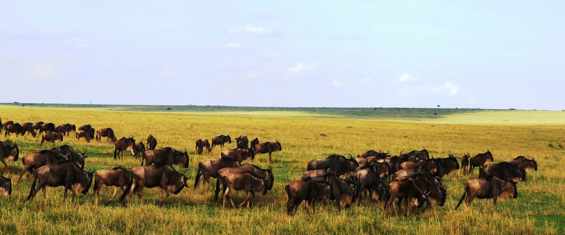 3 days 2 nights Masaai Mara Budget safari In 4WD Jeep