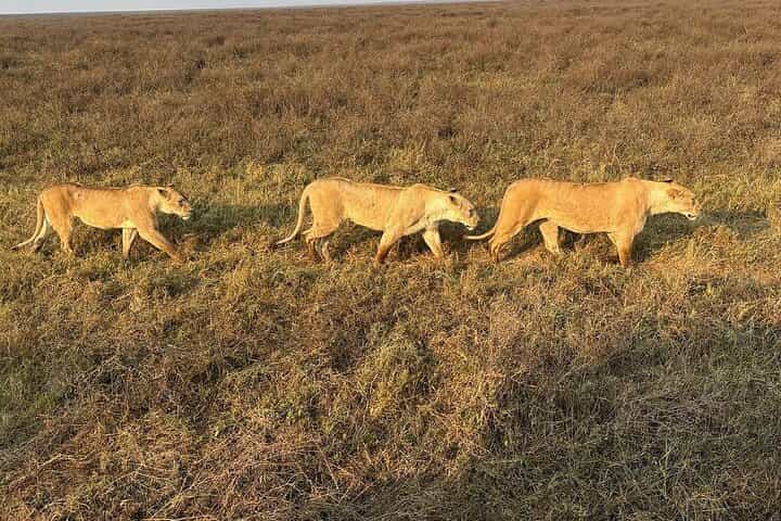 3 Days Nyerere National Park from Dar Es Salaam or Zanzibar