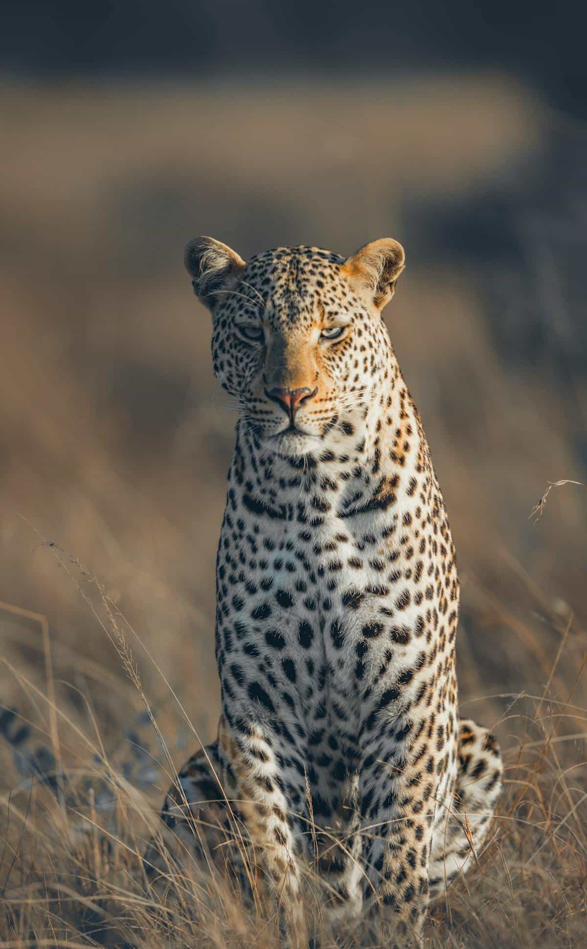 From Victoria falls:  Hwange National Park Day Trip with Lunch 