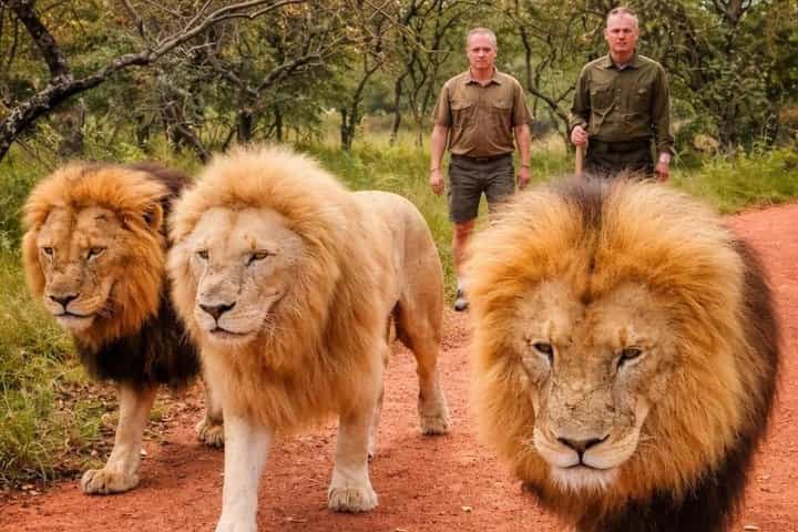 Walk With Lions From Johannesburg