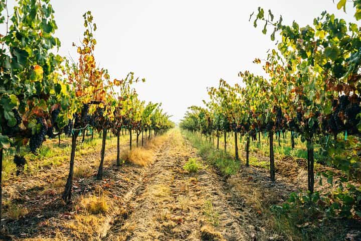 Private Trip to the Vineyards of Ginosa with tasting from Matera