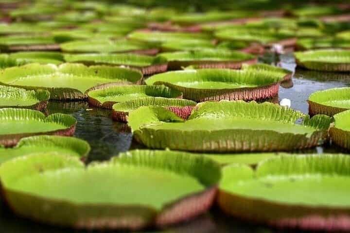 Northern Treasures North Mauritius Tour