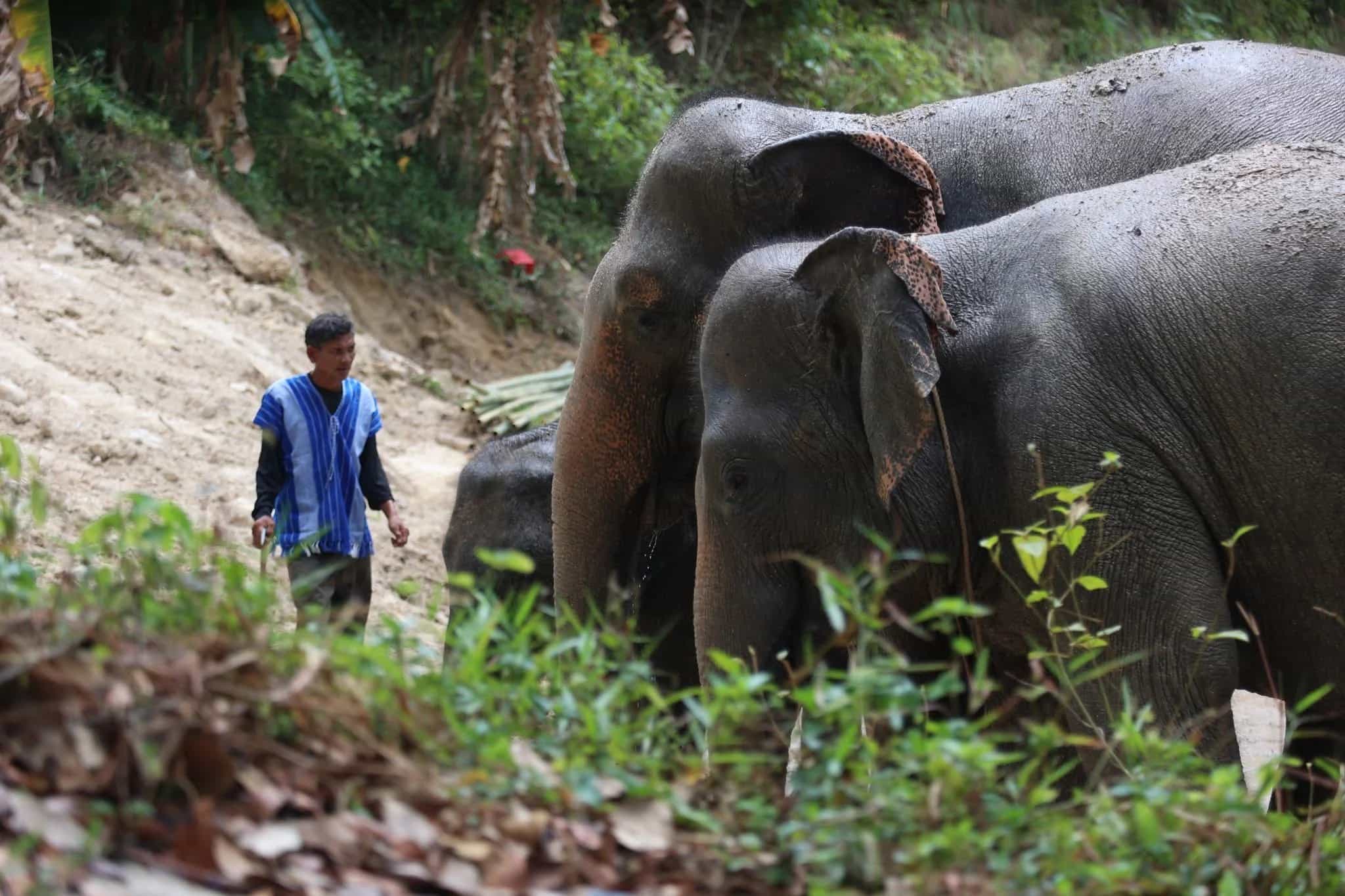 Be an Elephant Caretaker