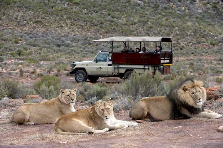 Half Day Game Drive at Aquila Reserve with Pickup