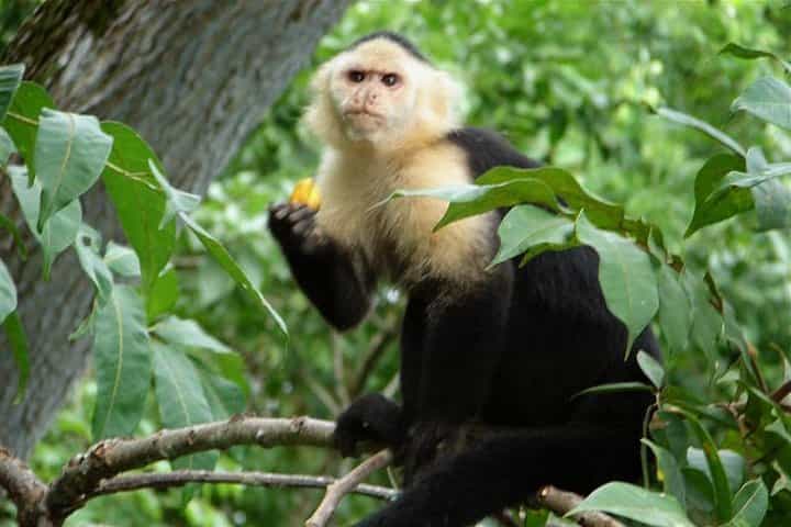 Tour to monkey island and Cableway