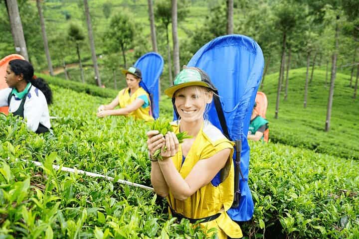 Ella Day Tour with Tea Factory All Inclusive Tour from Hambantota