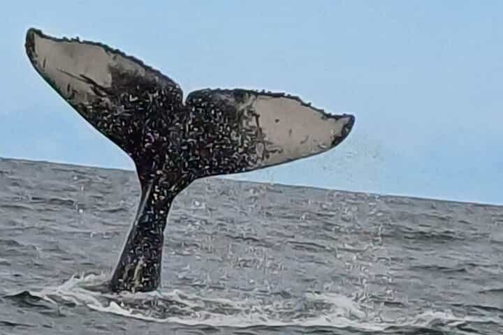 Hermanus Whale Watching Shared Boat Trip & Penguins Private Tour