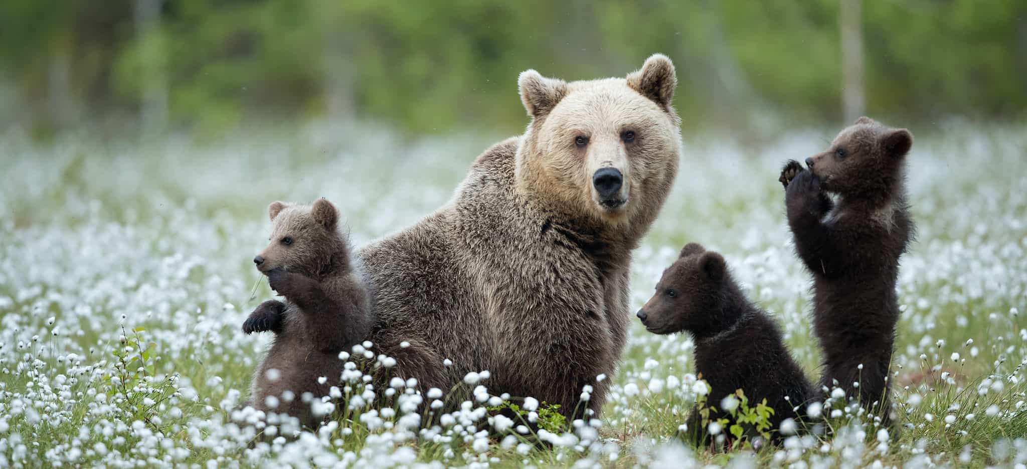 Guaranteed Bear watching & Photographing Experience