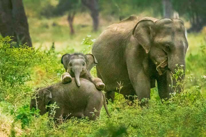 Yala National Park Safari from Tangalle