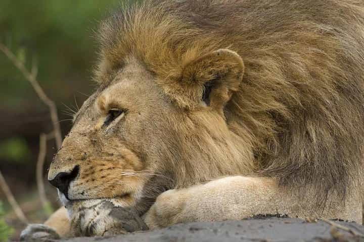 Tanzania Bush to Beach Safari Adventure