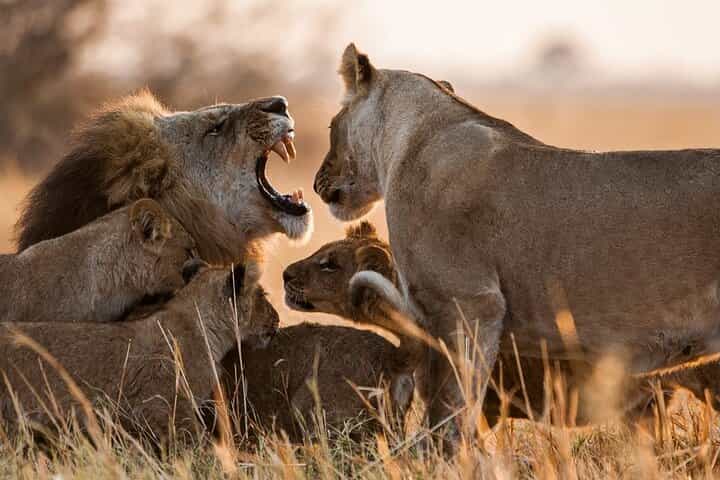 13 Days and 12 Nights Tour in Kenya and Tanzania Safari