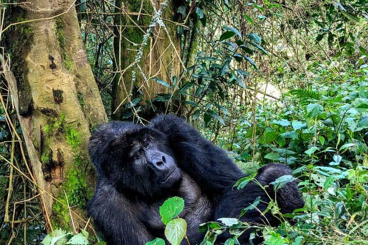 4 Days Gorilla Habituation Experience