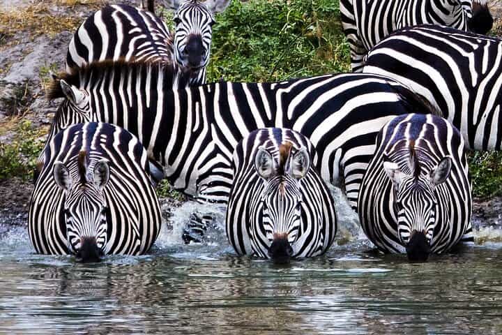 Northern Circuit Safari: 7Days from Arusha - Tanzania’s Top Parks