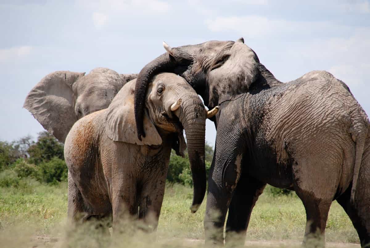 FROM VICTORIA FALLS: PRIVATE VILLAGE TOUR TO NAMIBIA ISLAND WITH LUNCH