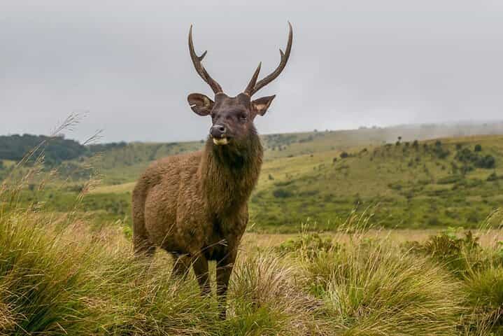 3 Days All Inclusive Kandy Nuwara-Eliya Tour From Colombo 