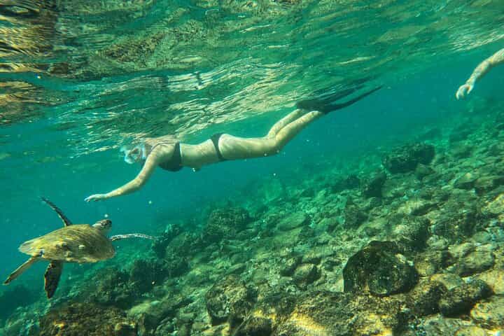 Snorkeling with turtles in Fujairah