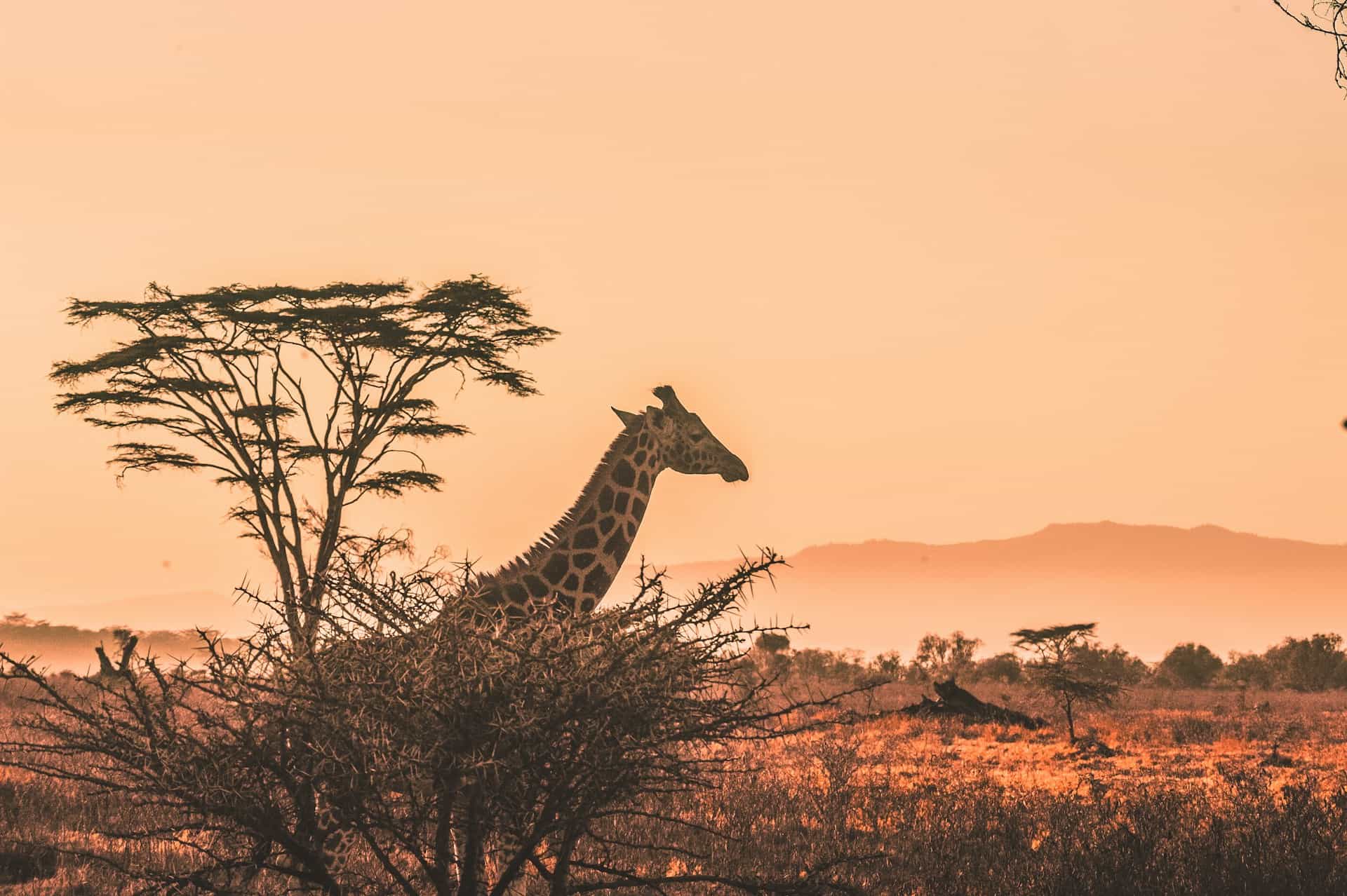 5 Days Serengeti Trail - Full Service Camping