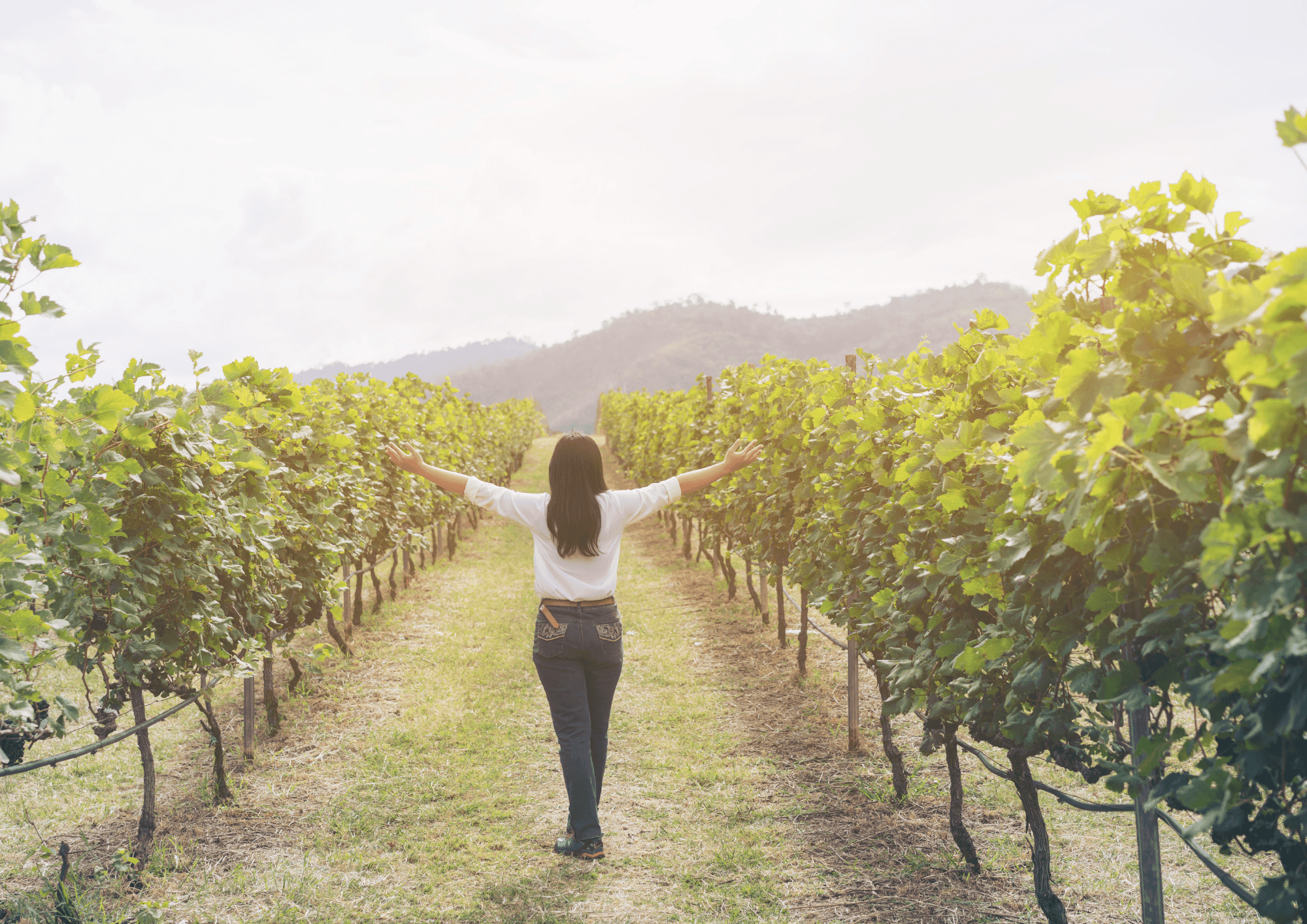 Mount Vesuvius Wine Tasting Experience