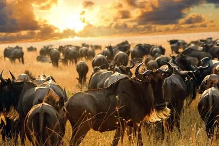 7 Days Maasai mara,Nakuru,Naivasha and Amboseli Budget Safari 