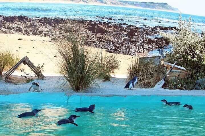 Melbourne Private Penguins Koalas TOUR-Melbourne City Tour JEWELS