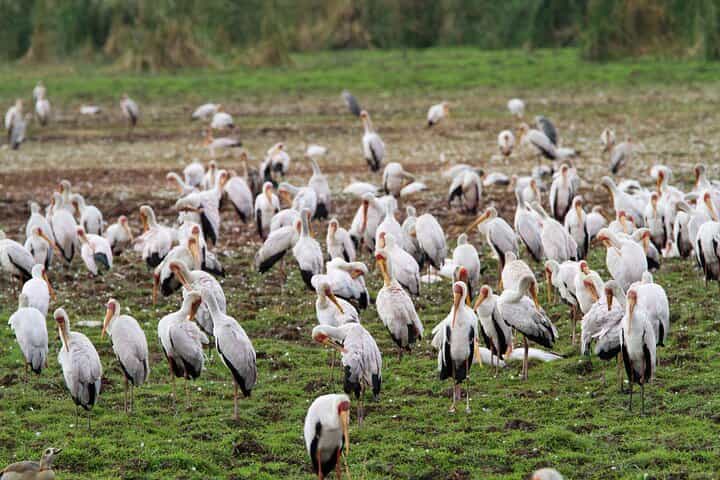 2 Days Tarangire-Lake Manyara NP From Arusha