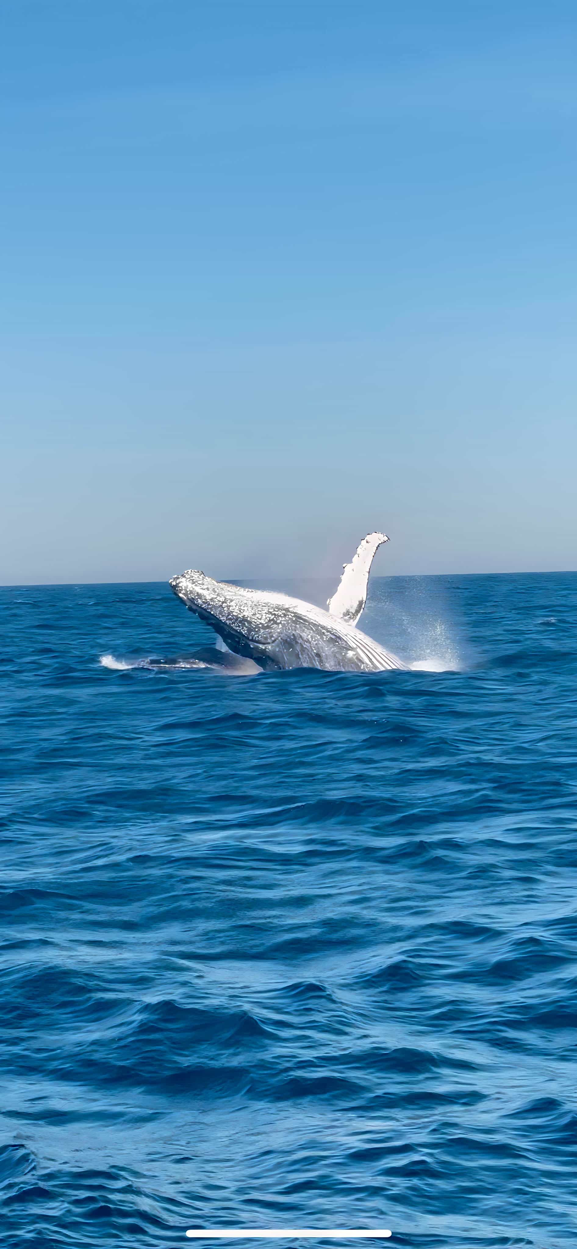 Whale Watching Expedition