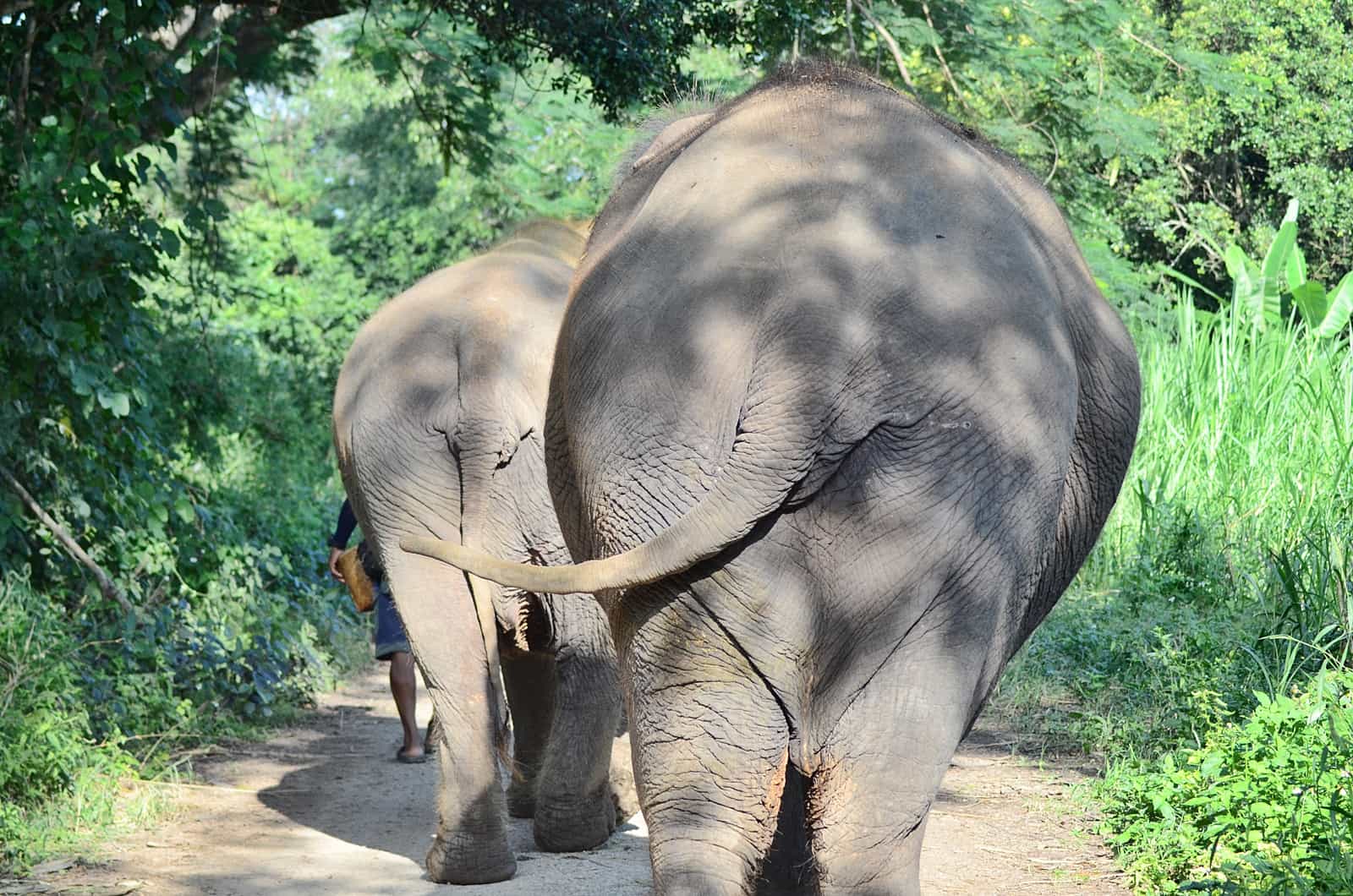 Experience Elephant Sanctuary + Sticky Waterfall