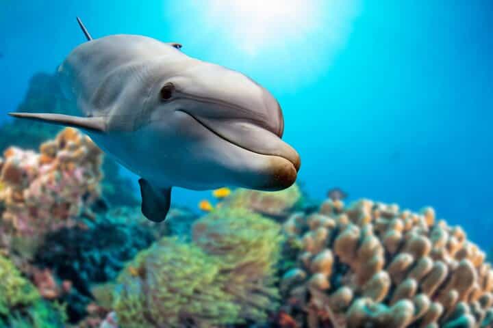 2-Hour Dolphin Sunset Tour from Giardini Naxos