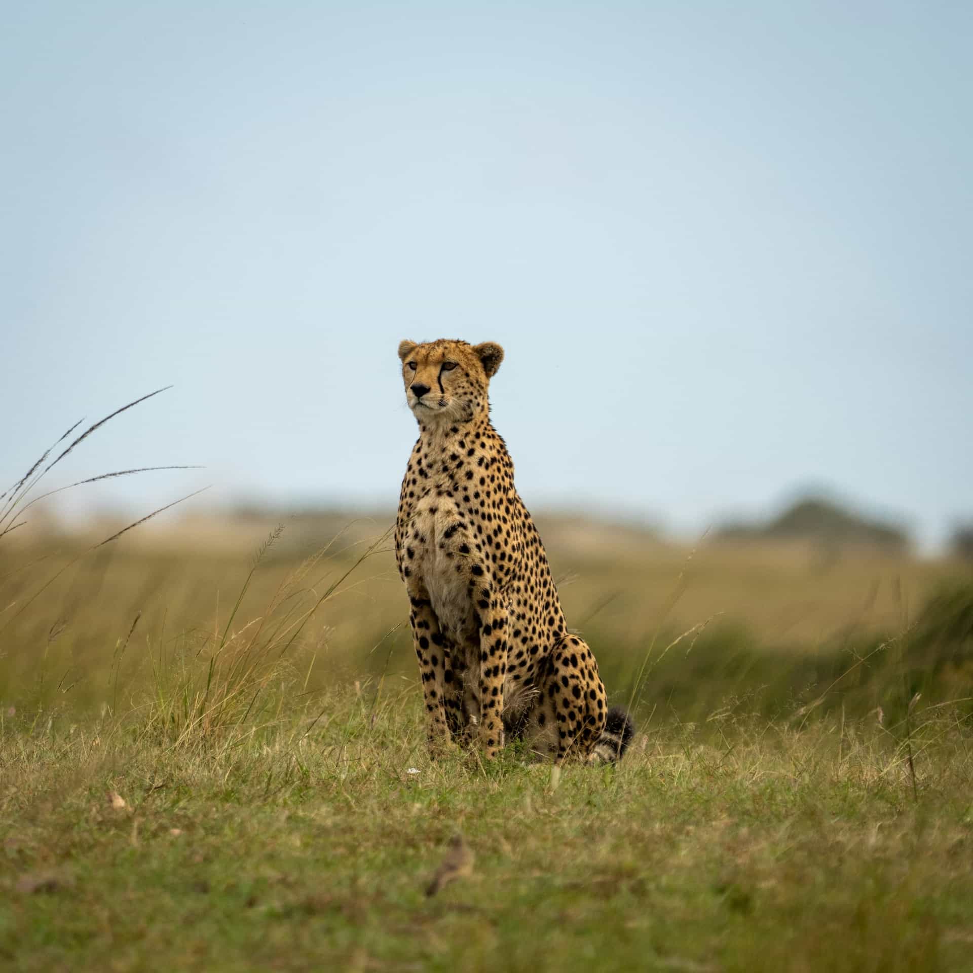 10 Days Complete Tanzania, Lodge & Tented Camp Midrange Safari