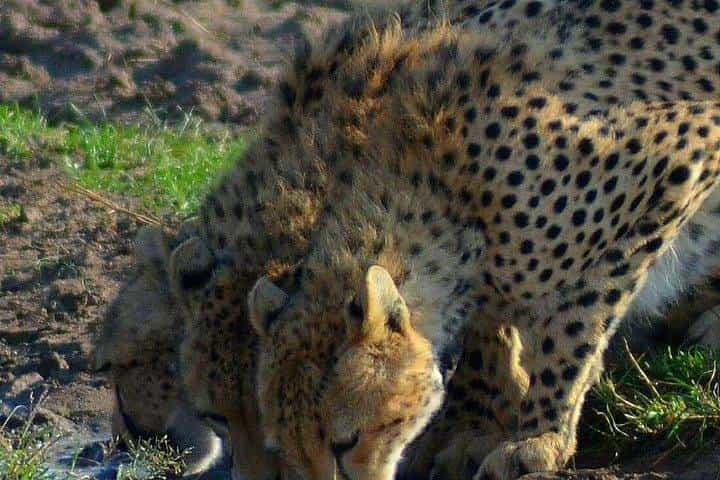 3 days Tsavo East safari from Mombasa or Diani beach