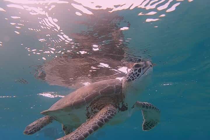 Flamingo's & Snorkeling with Turtles