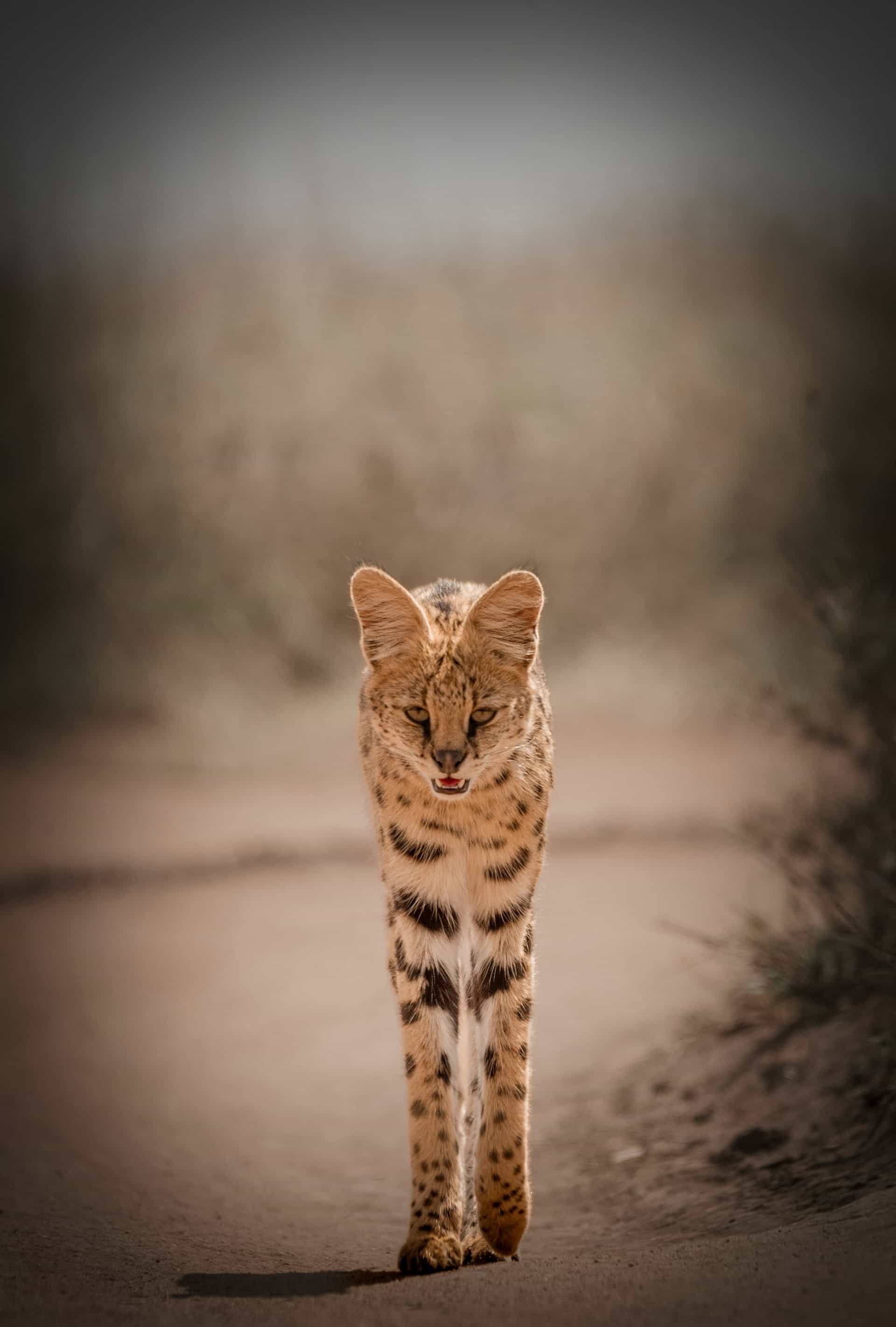 5 Days Serengeti Trail - Luxury Plus Safari
