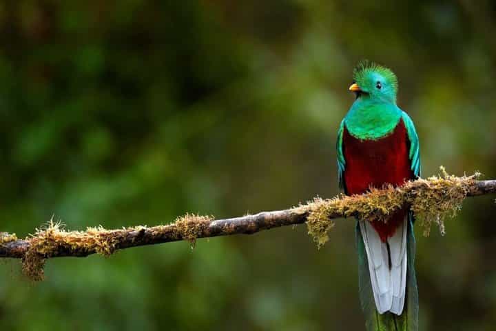 In Search of the Resplendent Quetzal 