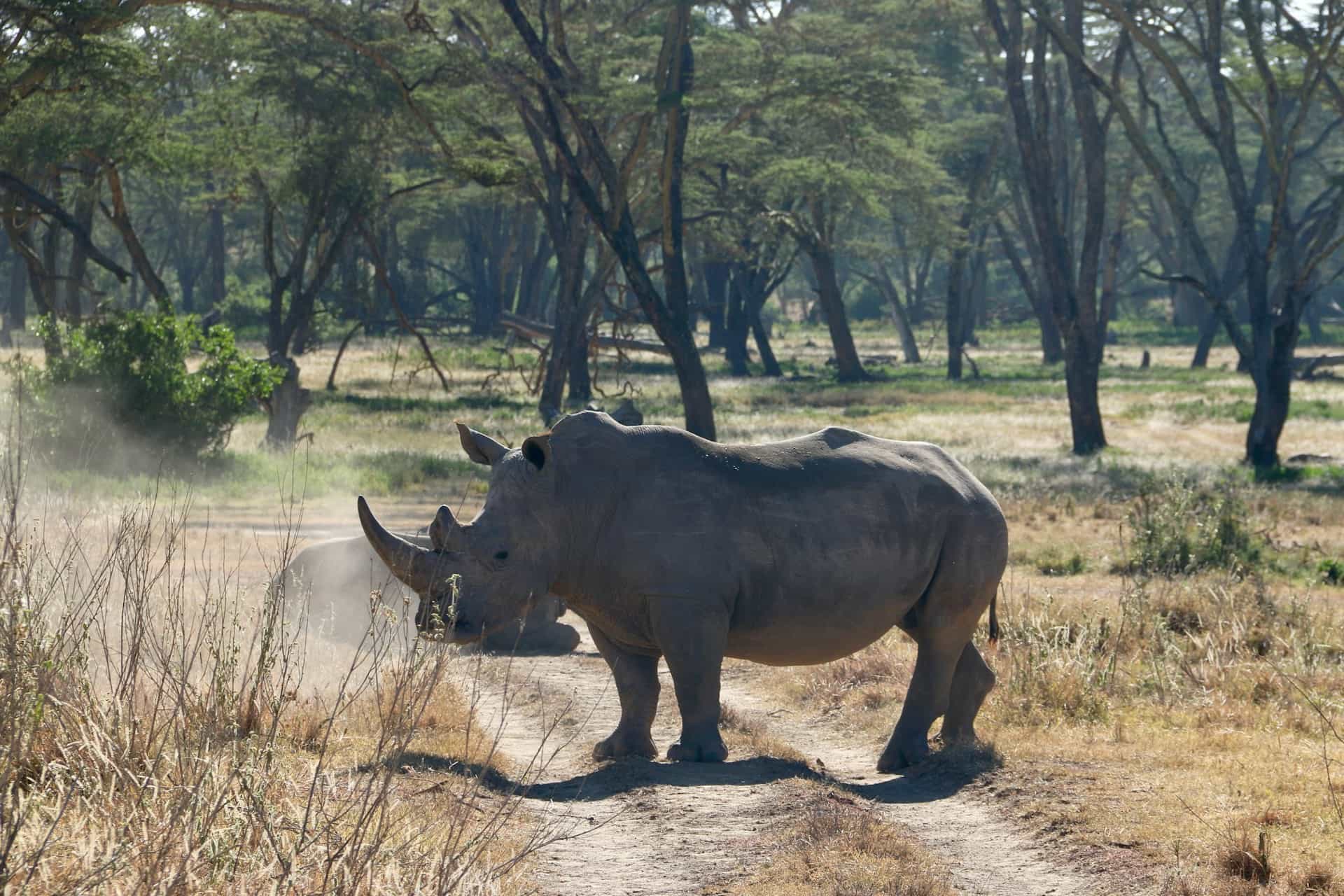 5 Day Luxury Safari - A Taste of Tanzania