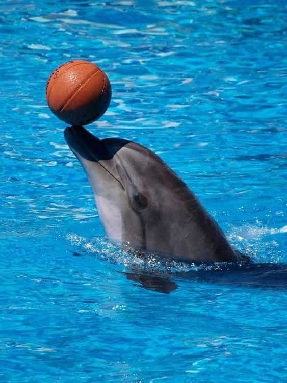 Dolphin World Agadir