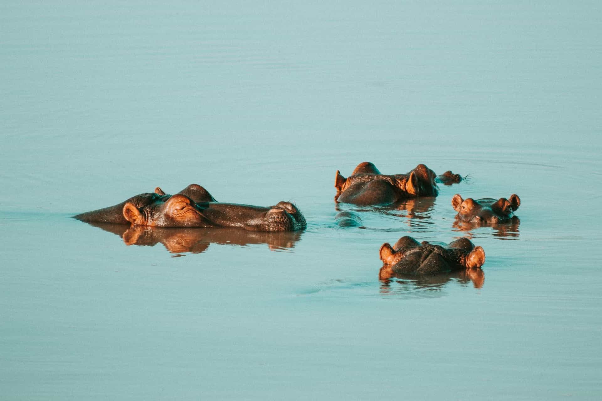 5 Day Midrange Safari - A taste of Tanzania