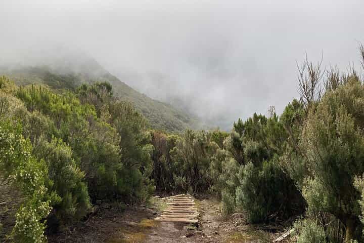 PR13 Vereda do Fanal Hiking with Transfer