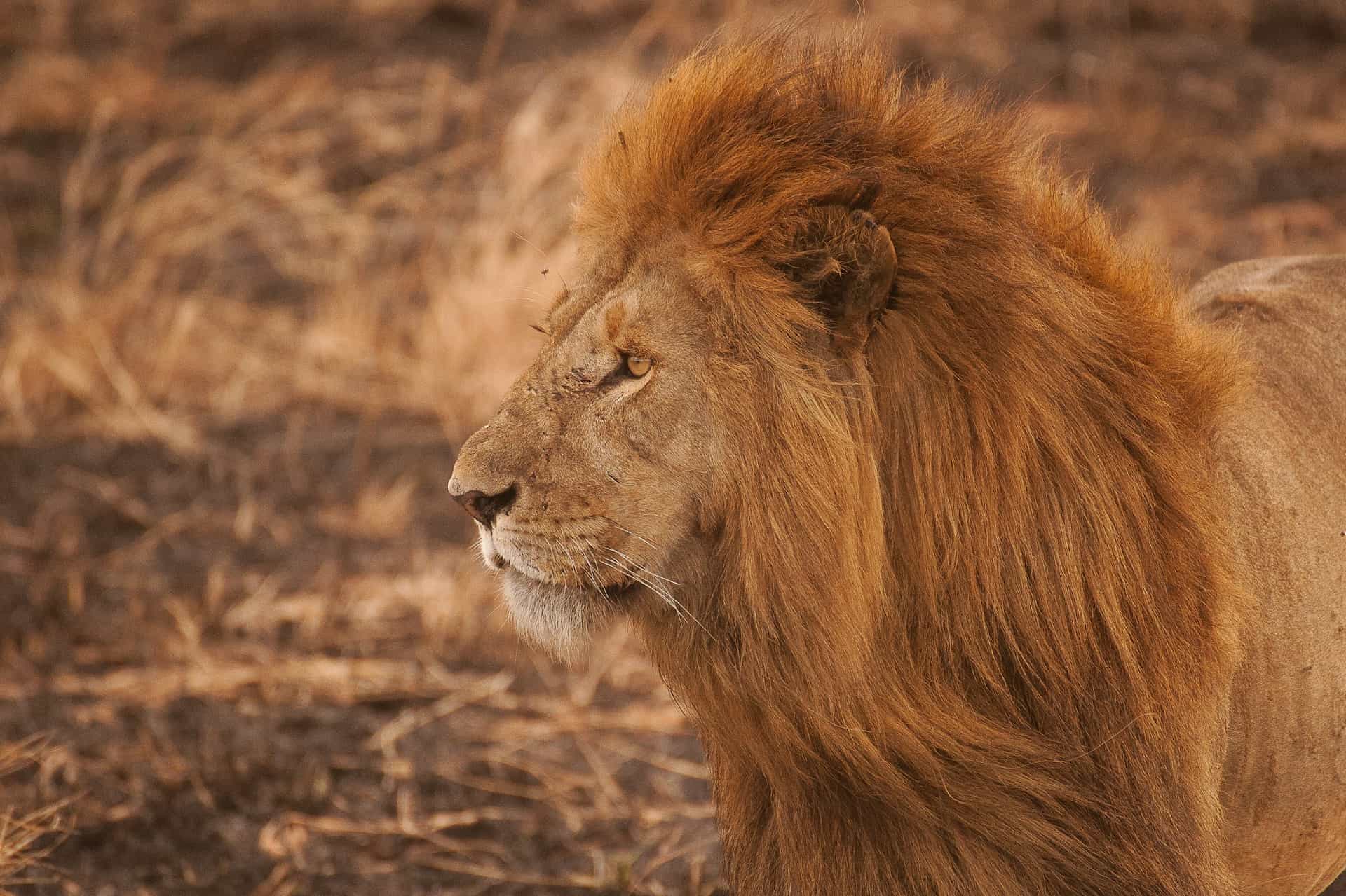 6 Days Lodge & Tented Camp Mid Range - The Serengeti Trail & Lake Manyara.