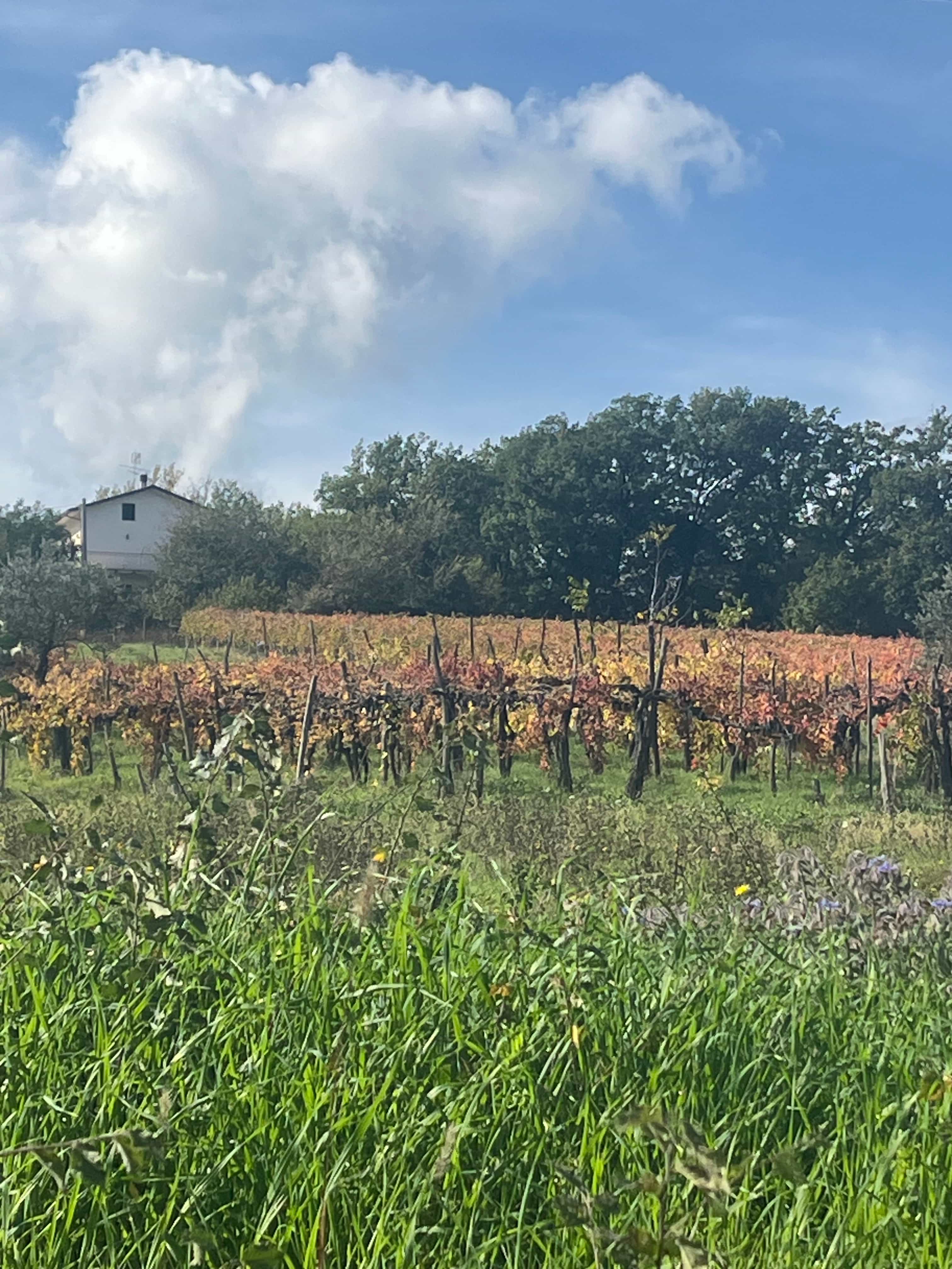 Irpinia Wine Experience - Private Tour from Salerno