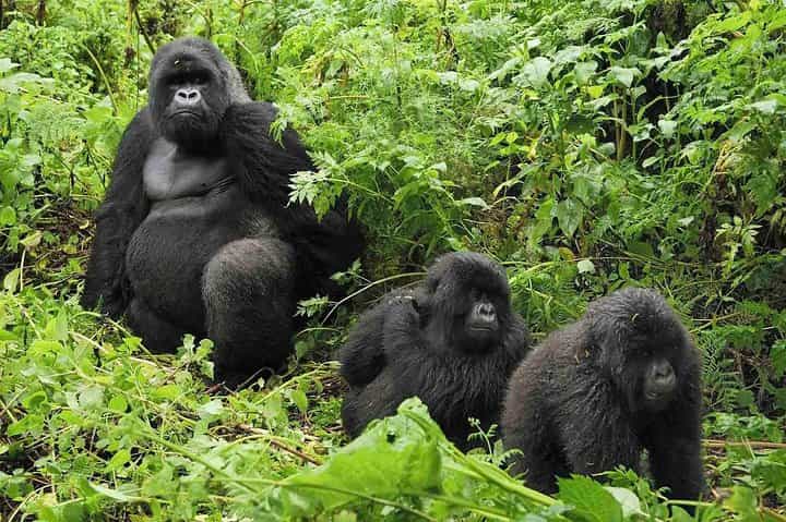 1-Day Gorilla Tracking at Volcanoes from Kigali