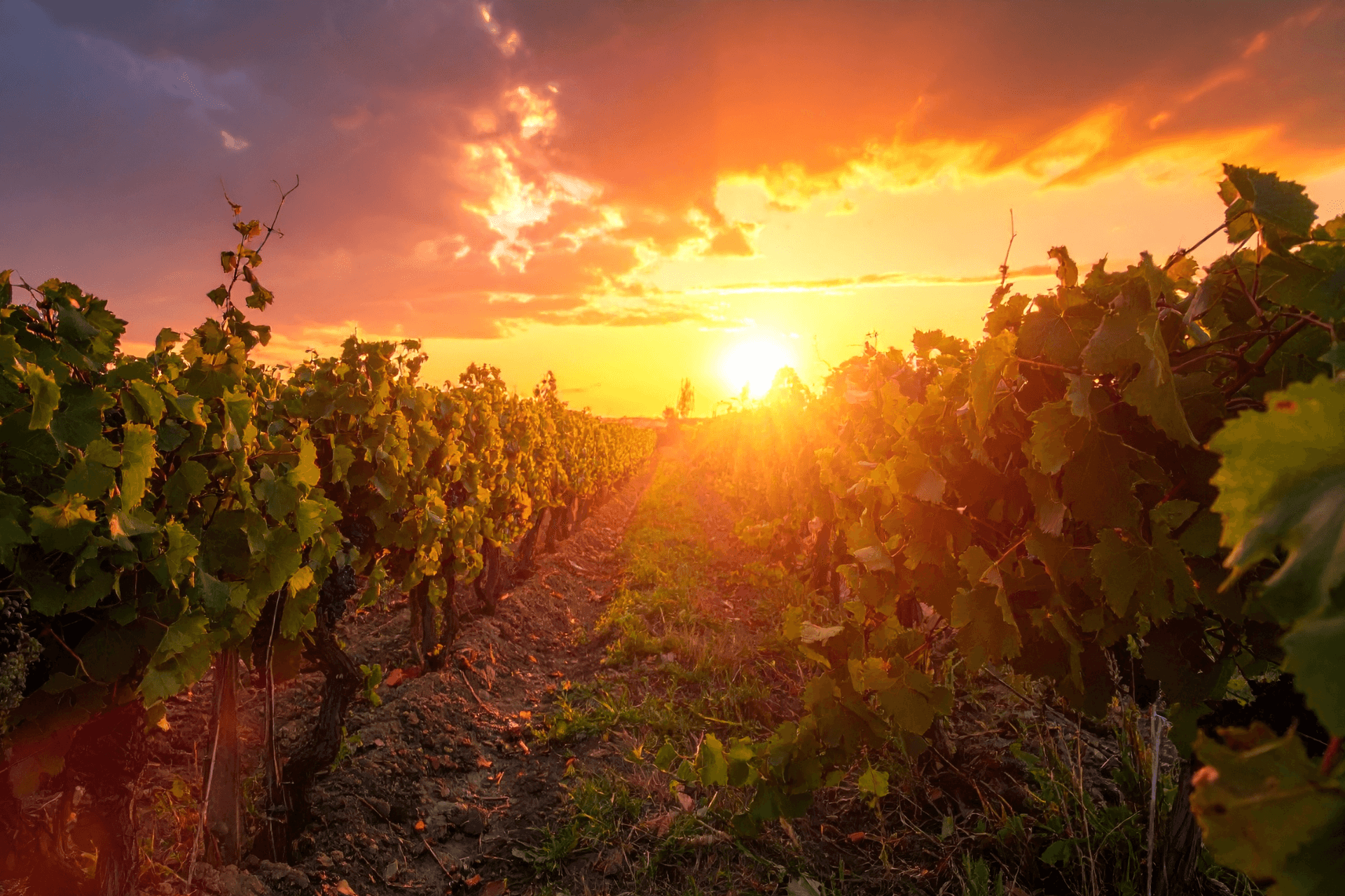 Winery Dinner in Montepulciano Countryside