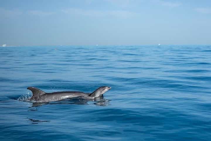 Dolphin House VIP Snorkeling Boat Trip ,Drinks & Lunch – Hurghada