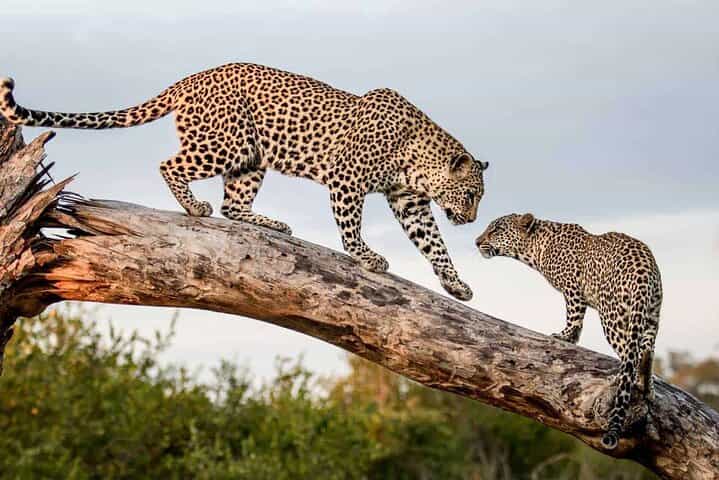 All Inclusive Yala National Park Full Day Safari