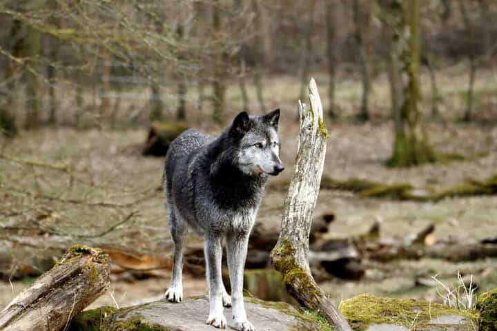 Yamnuska Wolfdog Sanctuary and Calgary City tour