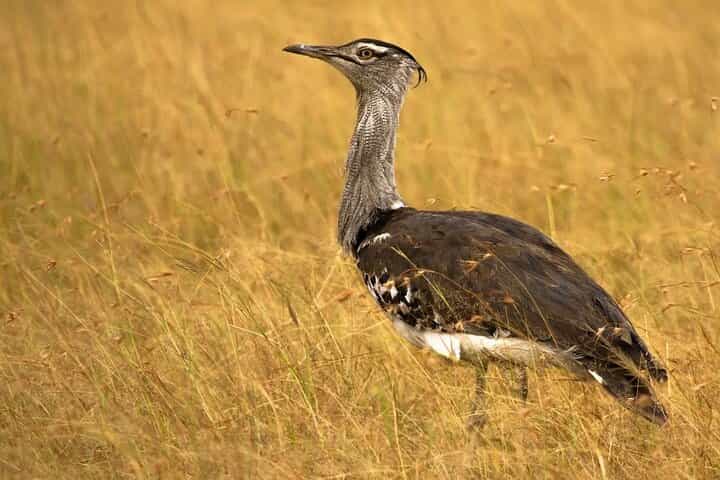  Bhuj, Narayan Sarovar Sanctuary & White Rann of Kutch Tour