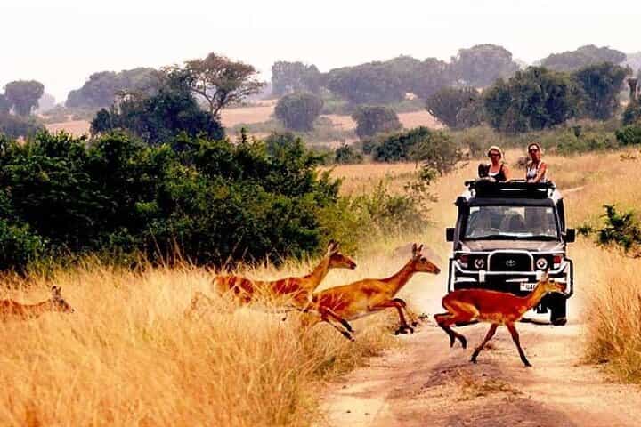 10-Day African Safari in Uganda from Kampala